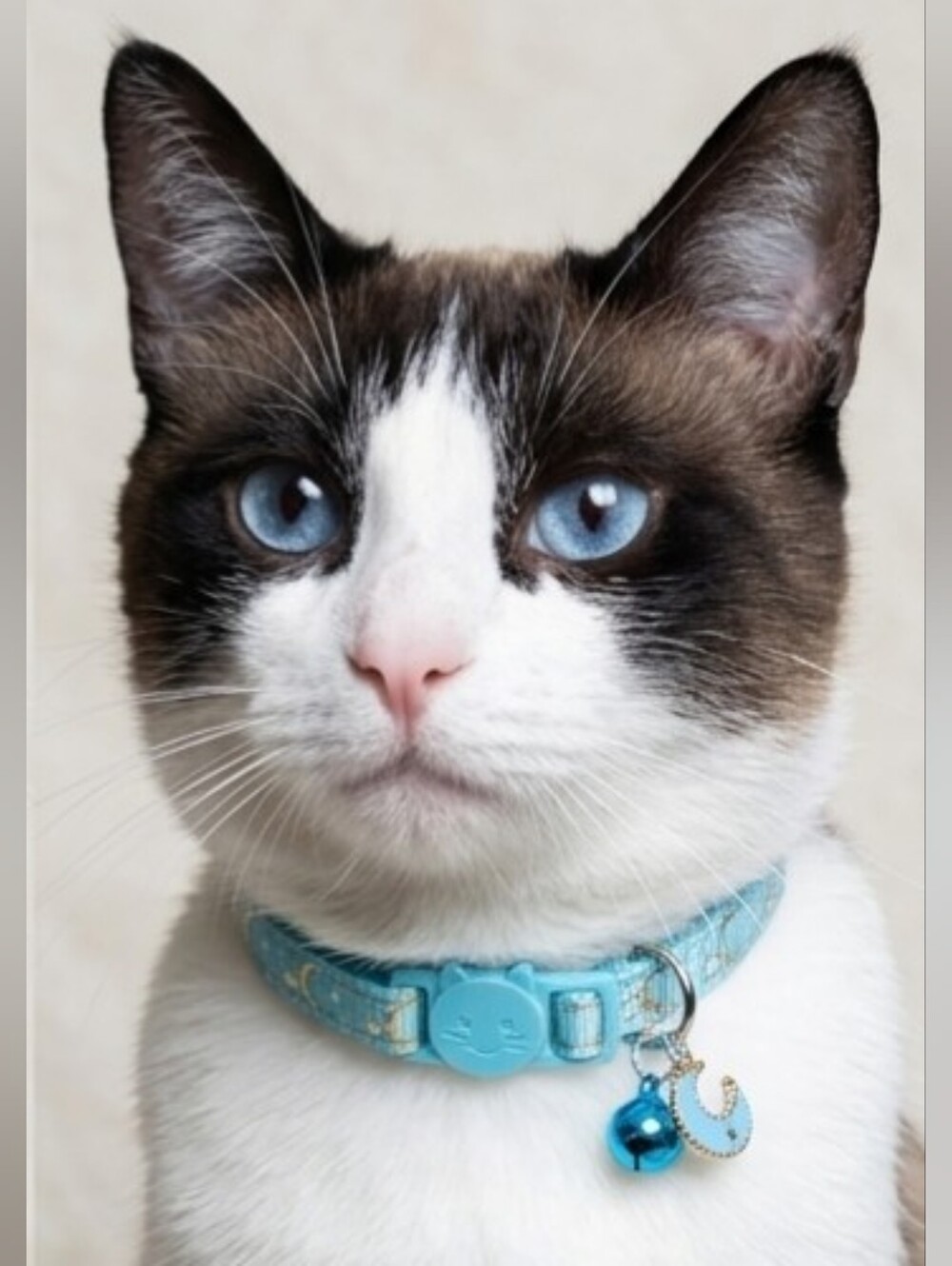 Blue NWOT Breakaway Adult Cat Collar with Bell & Moon Charm (8in-12in)